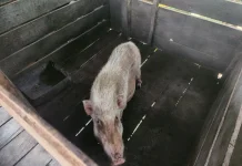 Usaha Ternak Babi Jadi Penopang Ekonomi Warga Kampung Empakuq