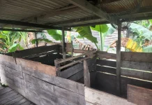 Ternak Babi Jadi Harapan Tambahan Penghasilan Guru di Kampung Empakuq