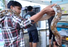 Pameran Reptil Eksotis Ramaikan Libur Panjang di IKN