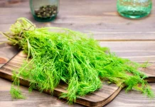Bukan Sekadar Penghias Piring, Manfaat Daun Dill untuk Tubuh