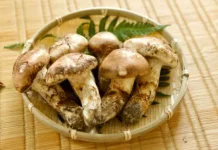 Rahasia Jamur Matsutake, Si Jamur Bernilai Tinggi  Plus Tips Mengolahnya
