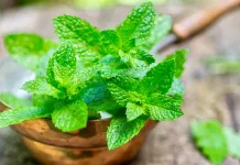 Sensasi Dingin Penolak Penyakit: Manfaat Daun Mint Bagi Kesehatan