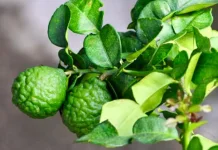 Aroma Segar Pelindung Tubuh: Khasiat Tersembunyi Jeruk Purut dan Tips Mengolahnya