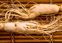 Akar Ajaib Pendongkrak Stamina: Manfaat Unggul Ginseng dan Tips Aman Mengonsumsin