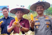 Produktivitas Jagung di Kubar Terkendala Karakteristik Lahan