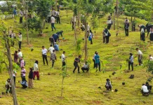 Budaya Menanam Pohon Kian Mengakar di Ibu Kota Nusantara