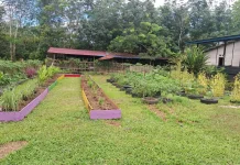 Tanam Ulang Jadi Kunci Keberlanjutan Kebun Pekarangan Warga Kubar