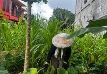 Lahan Tidur Disulap Warga Kubar Jadi Kebun Produktif