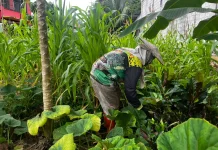 Tupai dan Ayam Jadi Tantangan Warga Kubar Kelola Kebun Pekarangan