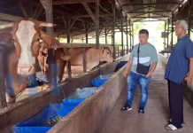 Badan Usaha Petani di Kubar Kembangkan Pupuk Organik dari Limbah Ternak