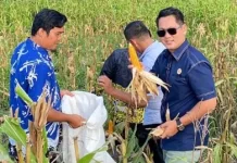 Kampung Lutan Raih Status Mandiri Melalui Sektor Pertanian Unggulan