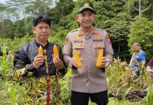 Panen Perdana Jagung Lutan Perkuat Ketahanan Pangan Daerah