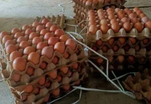 Harga Telur Ayam di Kutai Barat Stabil, Cenderung Turun Pascakenaikan Pertamax