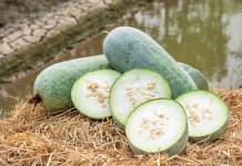 Mengenal Khasiat Buah Kundur, Primadona Pangan Fungsional Kaya Nutrisi
