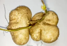 Gadung, Umbi-Umbian yang Kaya Nutrisi dan Manfaat dan Tips Aman Mengolahnya