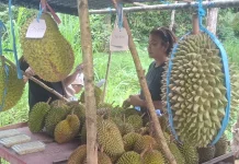 Musim Durian Tering Lama Dongkrak Pendapatan Petani Kubar