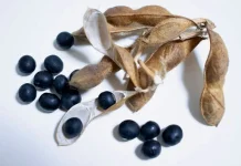 Tips Cerdas Mengonsumsi Kedelai Hitam untuk Kesehatan Optimal