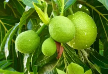 Menakar Kedahsyatan Manfaat Buah Sukun untuk Kesehatan Tubuh