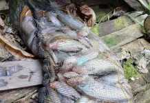 Surut Sungai Mahakam Dimanfaatkan Warga Melak Mencari Ikan