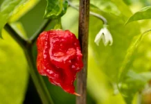 Sengatan Ekstrem Cabe Carolina Reaper dan Tips Mengonsumsinya Secara Aman