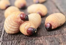 Kaya Protein dan Gurih, Ini Manfaat Ulat Sagu