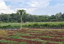 Perubahan Musim Pengaruhi Hasil Produksi Sayuran di Kutai Barat