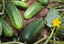 Timun Jadi Komoditas Andalan Petani di Kampung Jaras