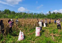 Polsek Barong Tongkok Panen Jagung Bersama Poktan di Linggang Mapan