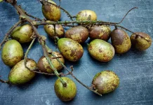Buah Matoa: Kandungan Nutrisi dan Potensi Manfaatnya bagi Kesehatan