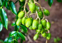 Segar dan Kaya Nutrisi, Ini Manfaat Kedondong untuk Kesehatan