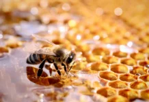 Rahasia Alami! Ketahui 7 Manfaat Propolis untuk Kesehatan Tubuh