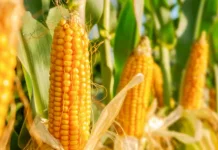 Tubuh Makin Bugar! Ini Manfaat Jagung bagi Kesehatan dan Tipsnya