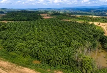 IKN Miliki 26 Ribu Hektare Perkebunan Sawit, Banyak Petani Belum Miliki STDB
