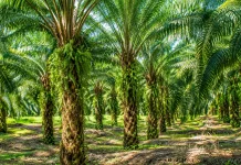Kebun Sawit di IKN akan Diubah dari Monokultur ke Agroforestri demi Kota Hutan