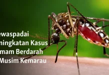 Dinkes Kutai Barat Ingatkan DBD Tetap Mengintai di Musim Kemarau