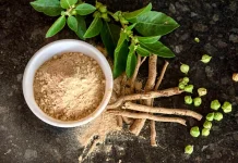 Kenali Ashwagandha: Herbal Adaptogen India Pereda Stres
