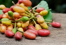 Manfaat Kulit Melinjo: Limbah Dapur Gurih Penangkal Asam Urat