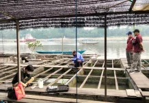 Dinas Perikanan Periksa Kualitas Air, Selidiki Kematian Ikan di Melak