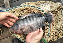 Kematian Ikan Kurangi Hasil Panen Pembudidaya di Kubar