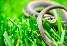 Sisi Ganda Daging Ular: Khasiat Tradisional dan Risiko Nyata Kesehatan