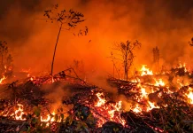 Baru Sehari Cerah, Kutai Barat Kembali Diselimuti Kabut Asap Karhutla