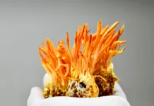 Jamur Ulat Cordyceps Lawan Infeksi Pernapasan, Ini Fakta Klinisnya