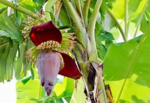 Dahsyatnya Jantung Pisang, Sayuran Murah dengan Segudang Khasiat