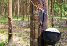 Investasi Pabrik Karet dan Peternakan di Melak Masih Terkendala Lahan