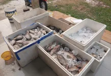 Danau dan Rawa Mengering,Ikan Nila Dijual Murah lewat Marketplace