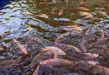 Permintaan Benih Ikan Kubar Capai 14,2 Juta Ekor