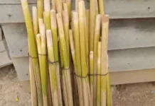 Umbut Rotan Tetap Eksis di Pasar Tradisional Kutai Barat