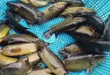 Ikan Pepuyu Kaya Protein dan Nutrisi untuk Kesehatan