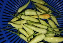 Cara Berkebun Cabai Rawit Putih bagi Pemula