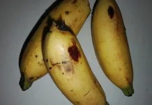 Mengenal Pisang Muli dan Manfaatnya bagi Kesehatan